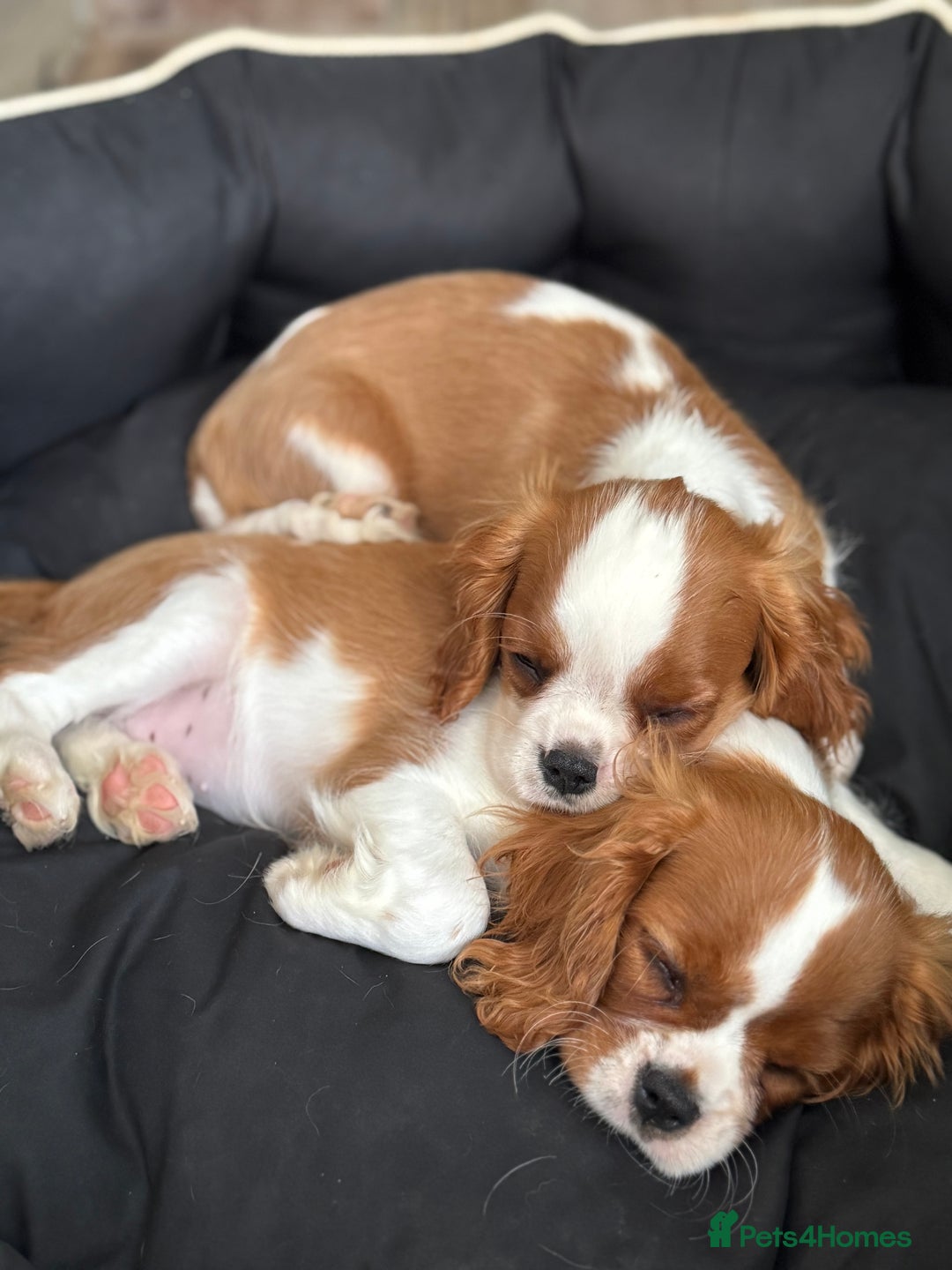 Cavalier King Charles Spaniel dogs for sale: KC Reg Health Tested Cavalier puppies  in Airdrie - Image 6