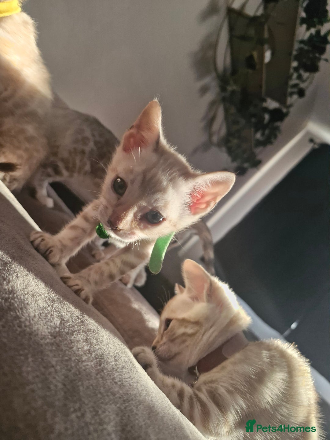Bengal cats for sale: Rare Snow Genetic & Health Tested Bengal Kittens - Image 7