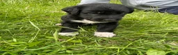 Mixed Breed dogs for sale: LAST ONE Beautiful mixed breed. DNA profile added - Advert 18