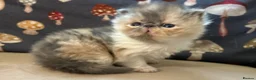 Persian cats for sale: Pure Persian kittens - Advert 9