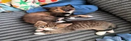 Mixed Breed cats for sale: Beautiful Calico and tabby kitten  - Advert 1
