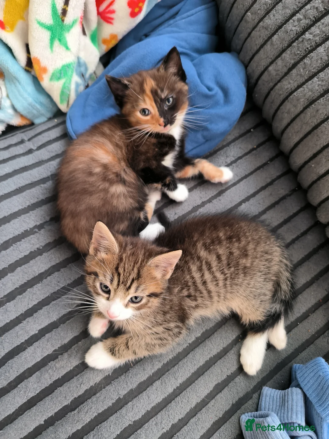 Mixed Breed cats for sale: Beautiful Calico and tabby kitten  - Advert 1