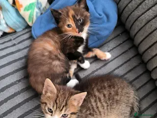 Mixed Breed cats Beautiful Calico and tabby kitten - Advert 1