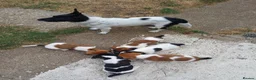 Jack Russell dogs for sale: 5 Gorgeous Juck Russel Puppies for sale  in London - Advert 12