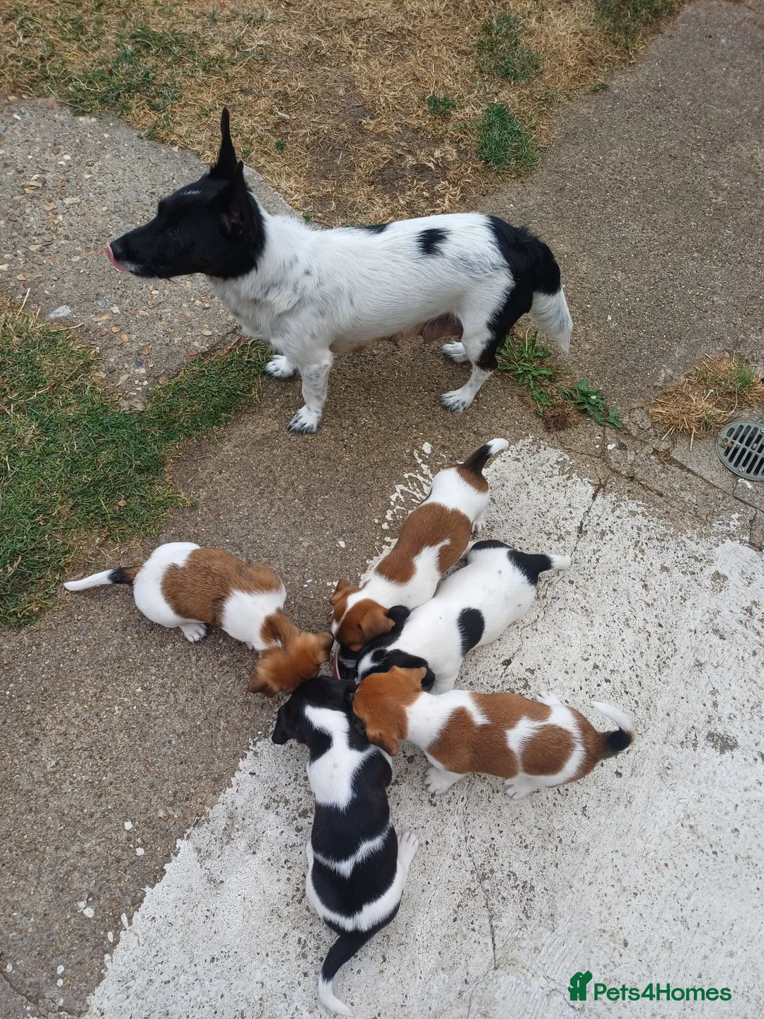 Jack Russell dogs for sale: 5 Gorgeous Juck Russel Puppies for sale  in London - Advert 12