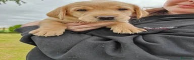 Labrador Retriever 4