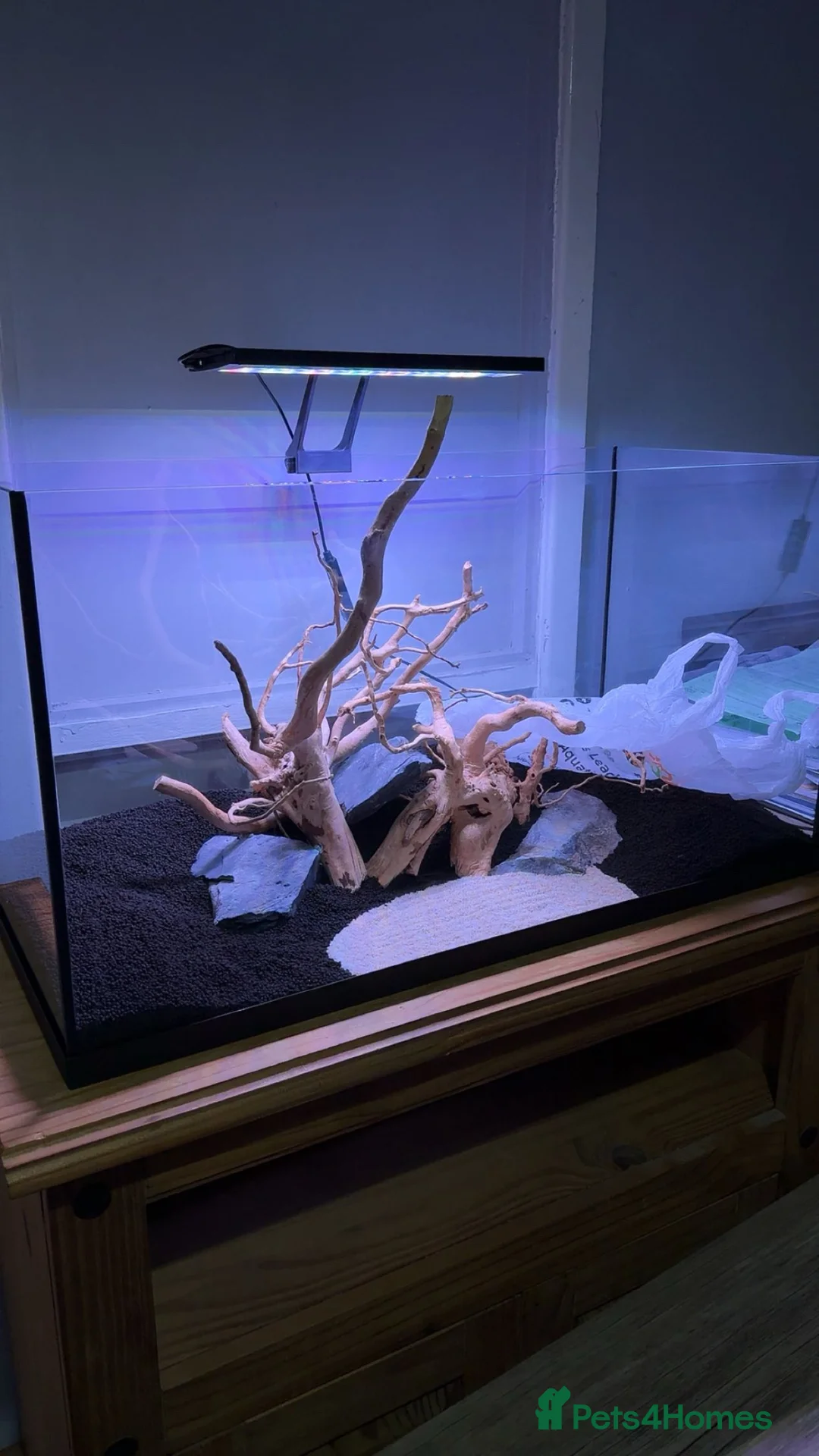 Bettas fish for sale: 105L fish tank with around 25 fish - Advert 2