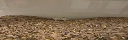Gerbil rodents for sale: 3 Female gerbils for sale with converted ikea cage - Advert 3