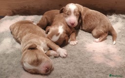 Mixed Breed dogs for sale: Australian doubledoodle puppies - Image 6