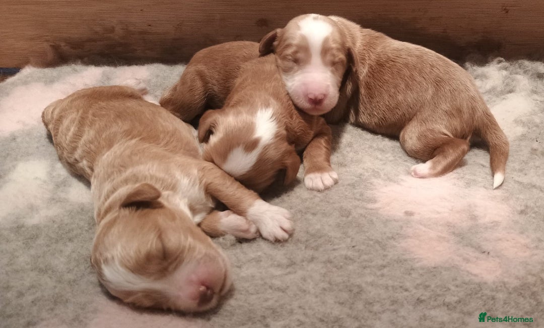 Mixed Breed dogs for sale: Australian doubledoodle puppies - Image 6