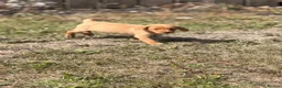 Labrador Retriever dogs for sale: 7 gorgeous kc Labrador puppies - Advert 13