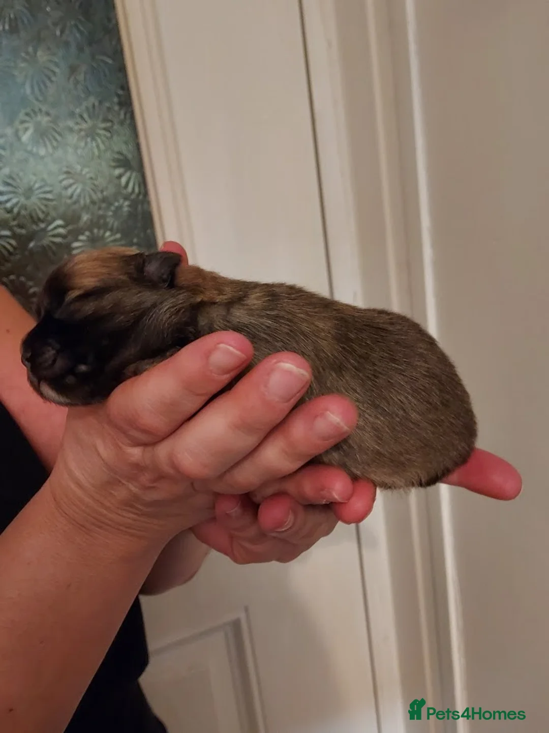 Pomchi dogs for sale: Three Beautiful Pomchi Puppies in Aylesbury - Advert 10