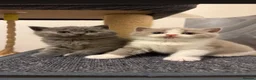 British Shorthair cats for sale: PKD+ALPS Tested, GCCF Registered, Loving Kittens - Advert 13