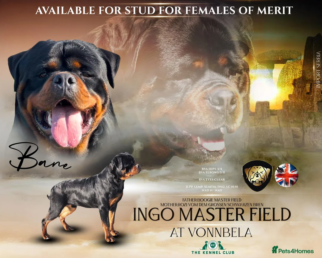 Rottweiler dogs for sale: Top KC Registered Female Puppies - Advert 9