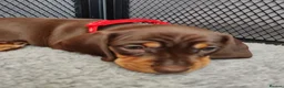 Miniature Dachshund dogs for sale: Beautiful home-reared Miniature Dachshund Puppies - Advert 6