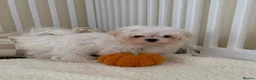 Maltese dogs for sale: 🐾 Beautiful Maltese puppies 🐾 - Advert 9