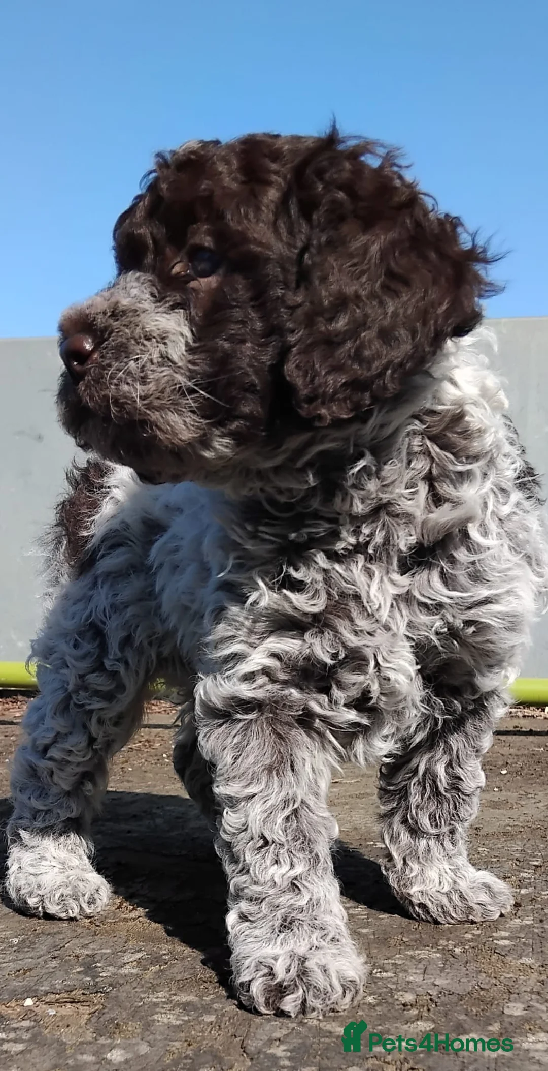 Lagotto Romagnolo dogs for stud: Kc reg proven dna tested lagotto  for stud £700 in Belper - Advert 8