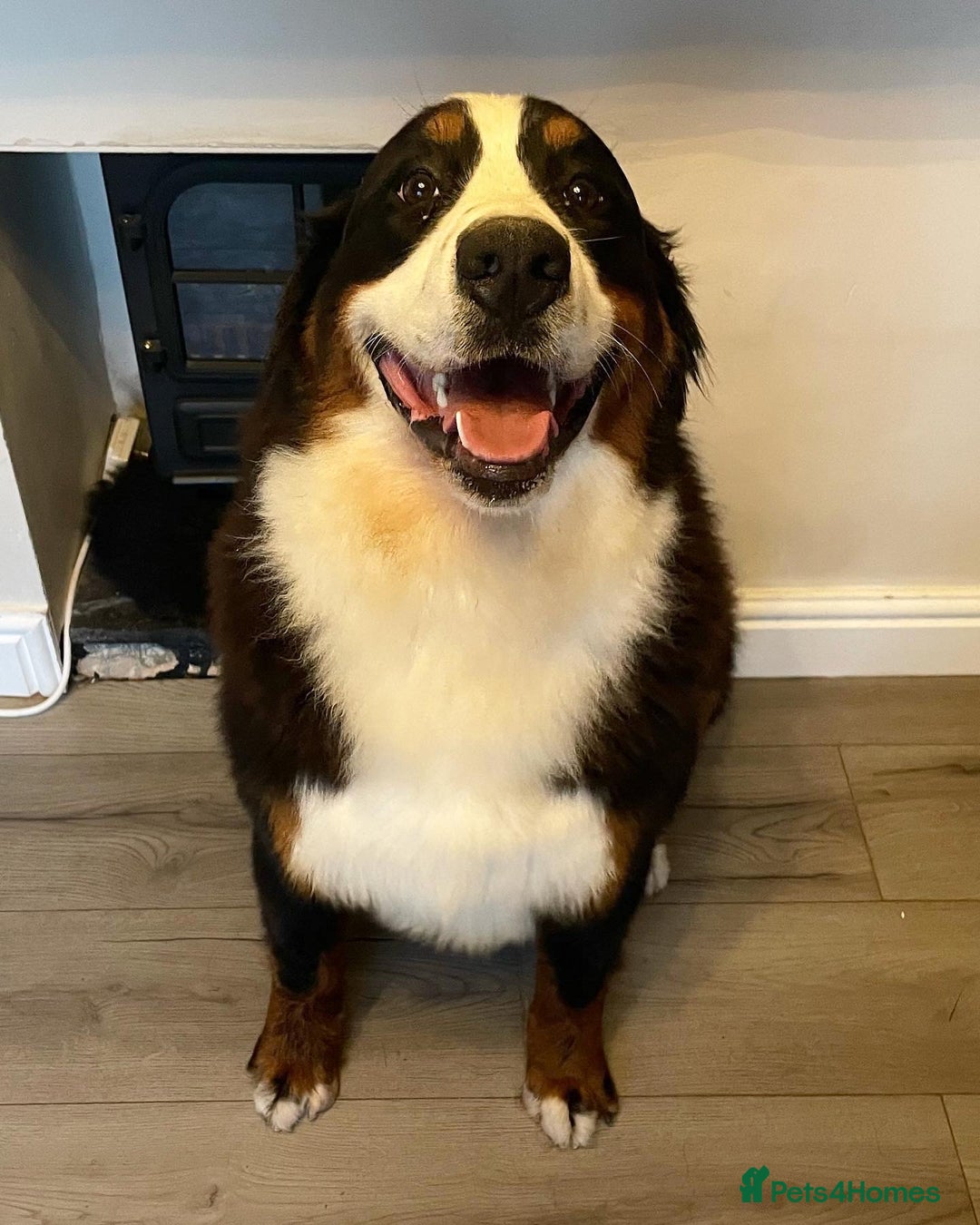 Bernese Mountain Dog dogs for sale: Family pets looking for forever home  - Advert 5