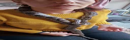 Corn Snake reptiles for sale: 2 Corn snakes with full set up - Advert 3