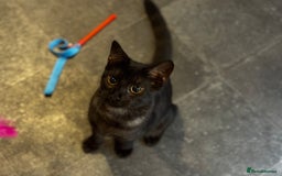 Egyptian Mau cats for sale: TICA reg Spotted EgyptianMau x Bengal LOWEST PRICE - Image 16