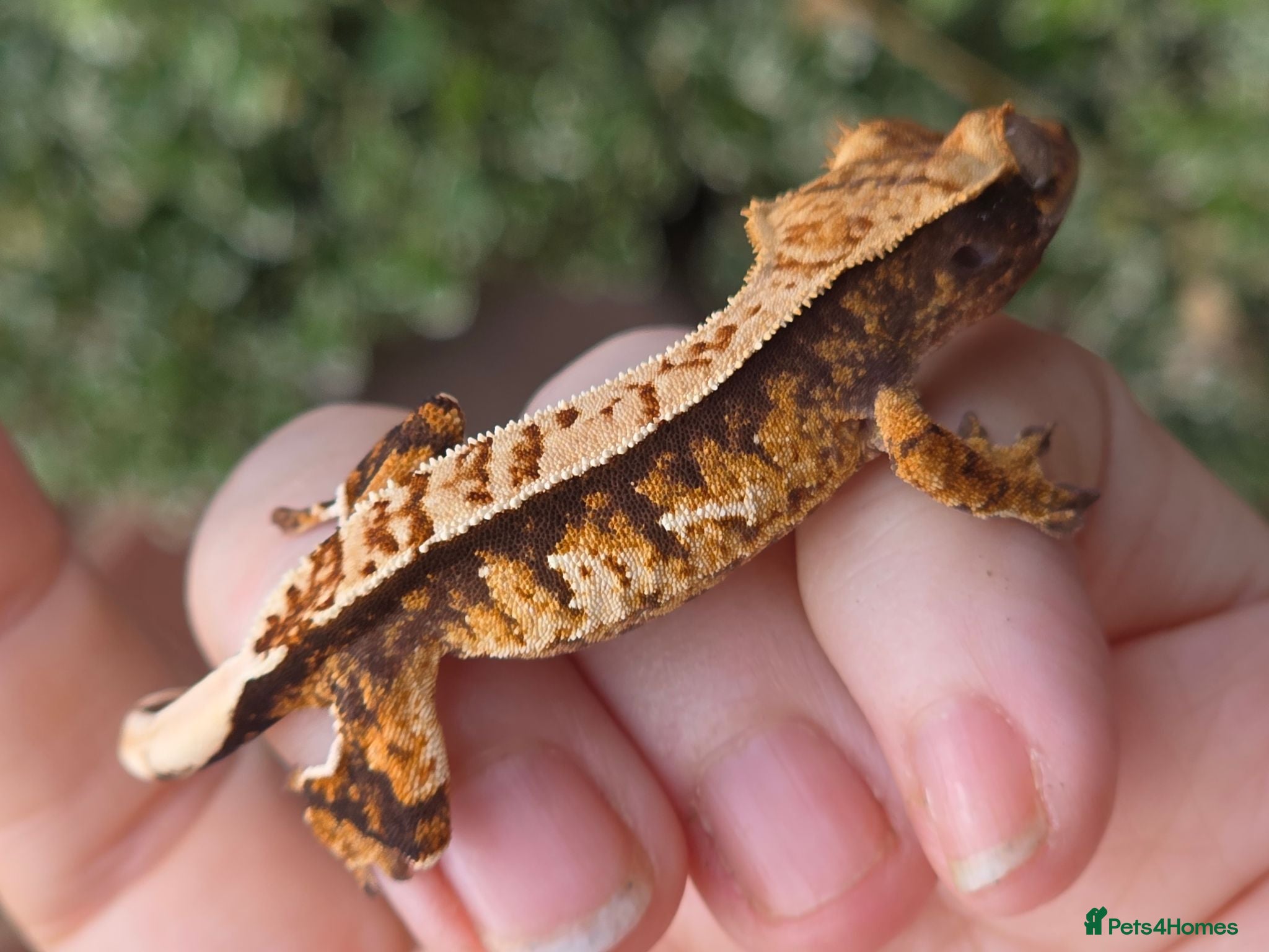 Gecko reptiles Various crested geckos - Advert 10
