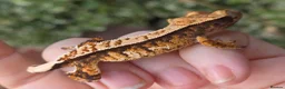 Gecko reptiles for sale: Various crested geckos - Advert 11