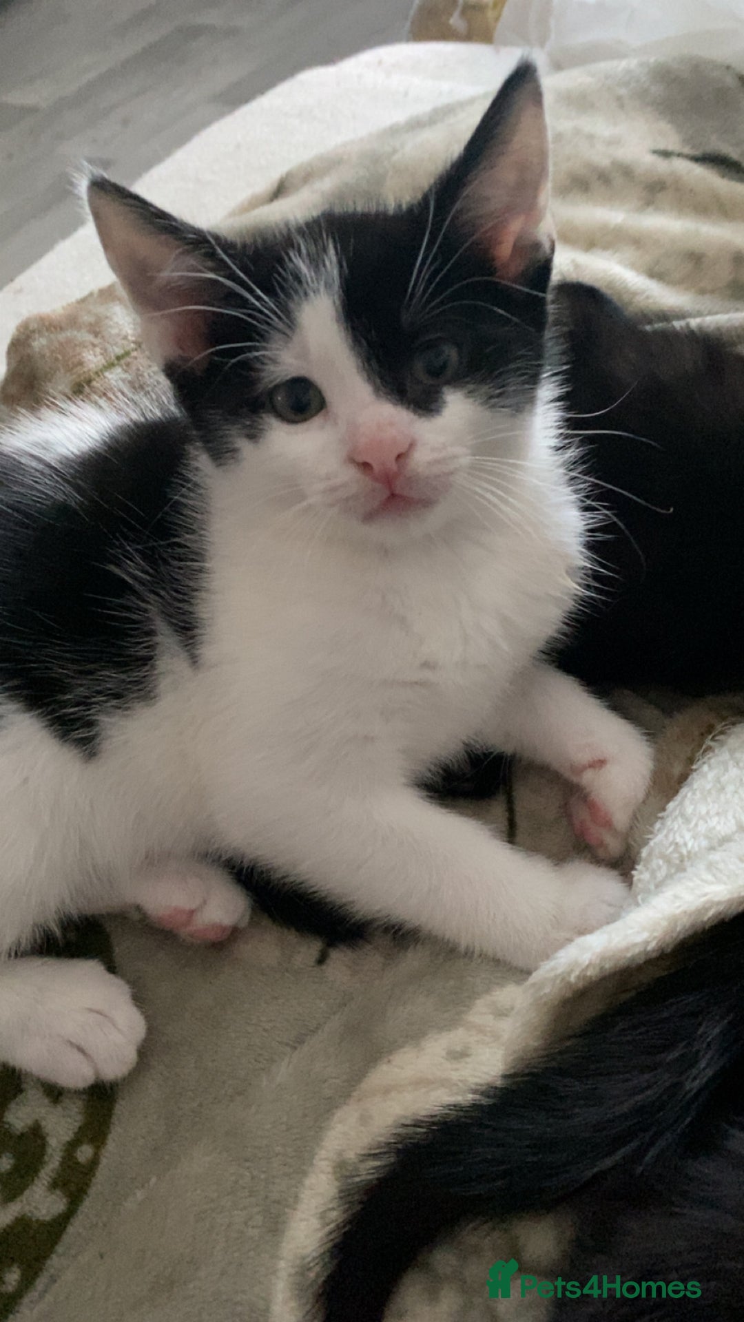 Mixed Breed cats for sale: Looking for forever homes - Image 2