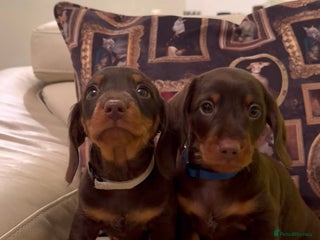 Miniature Dachshund dogs STUNNING LAST 2 BOYS MINI DACHSHUNDS! - Advert 2