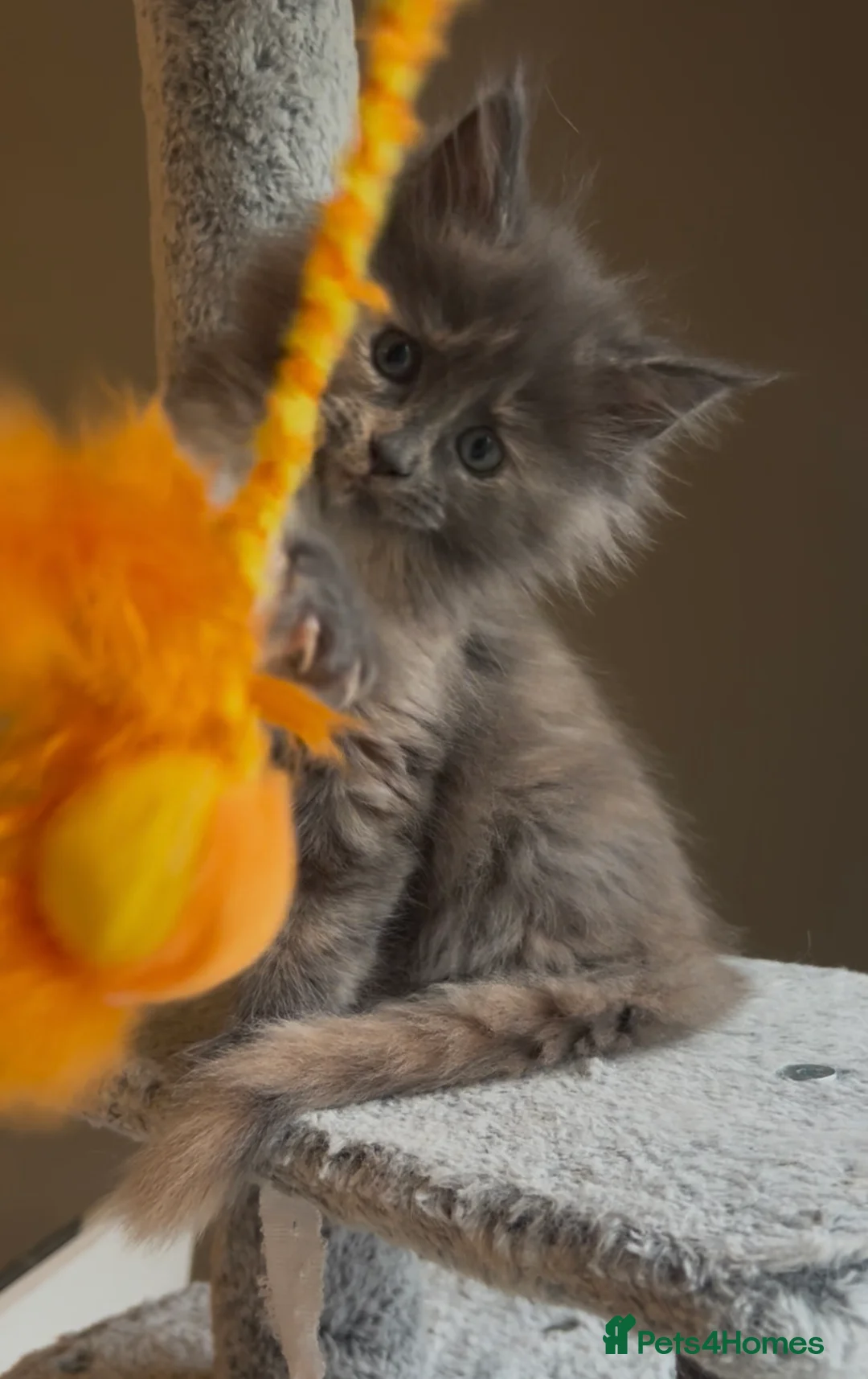 Maine Coon cats for sale: Blue Cream Tortie girl READY NOW - Advert 7