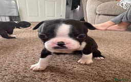 Boston Terrier dogs for sale: Beautiful Boston Terrier Puppies for Loving Homes - Image 20