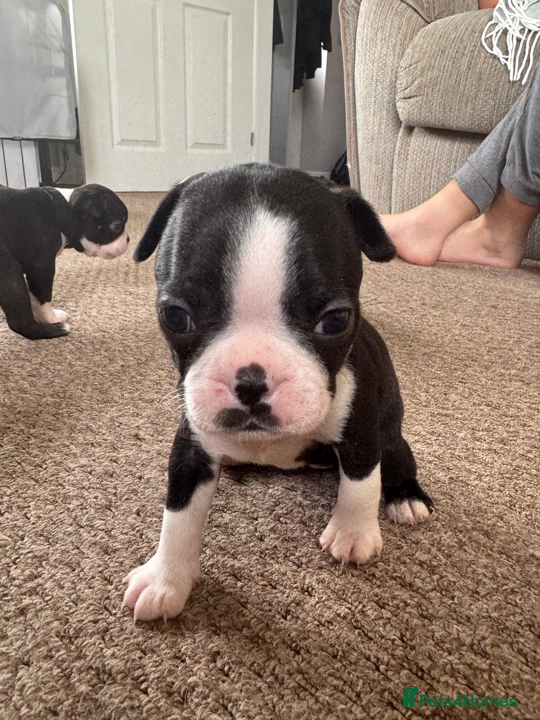 Boston Terrier dogs for sale: Beautiful Boston Terrier Puppies for Loving Homes - Image 20