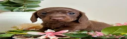 Miniature Dachshund dogs for sale: Miniature chocolate Dapple & Tan chocolate & Tan - Advert 9
