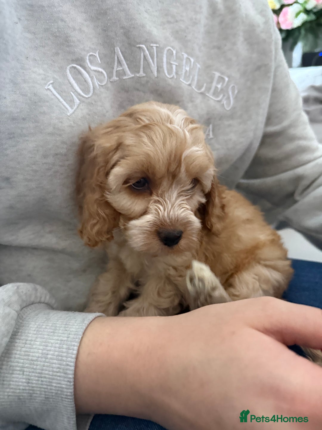 Cockapoo dogs for sale: F1 Cockapoo puppy  - Advert 1