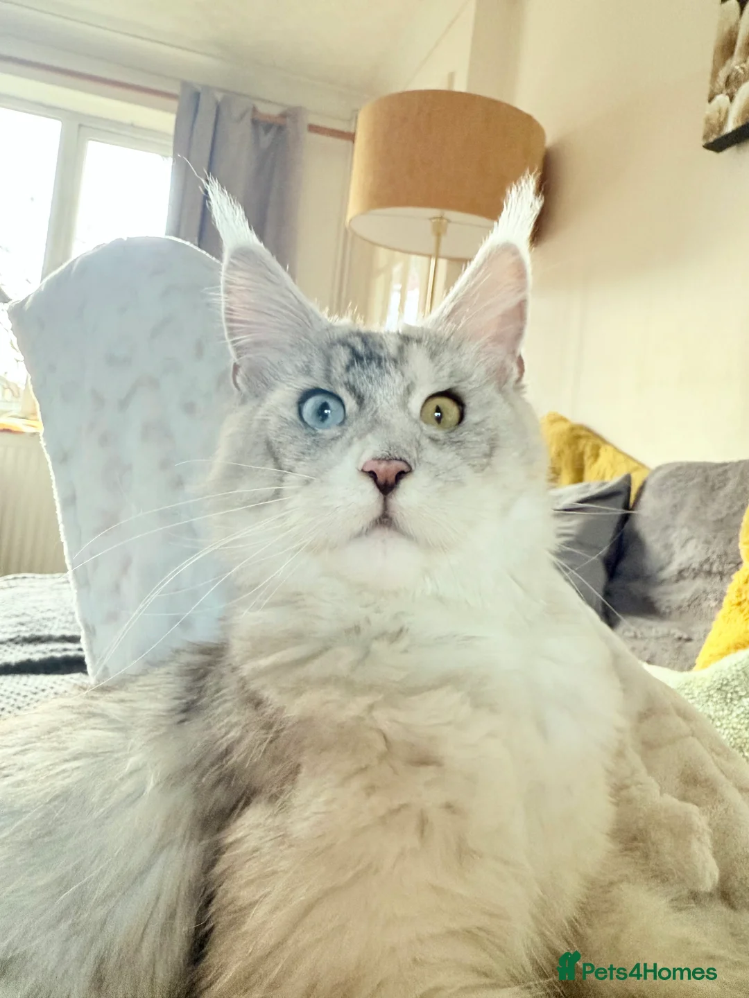 Maine Coon cats for sale: Amazing kittens 💎 - Advert 1