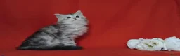 Maine Coon cats for sale: Pure Maine Coons Kittens For Sale - Advert 17