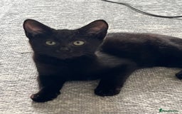 Mixed Breed cats for sale: 16 week old rescue kitten (male) - Image 5