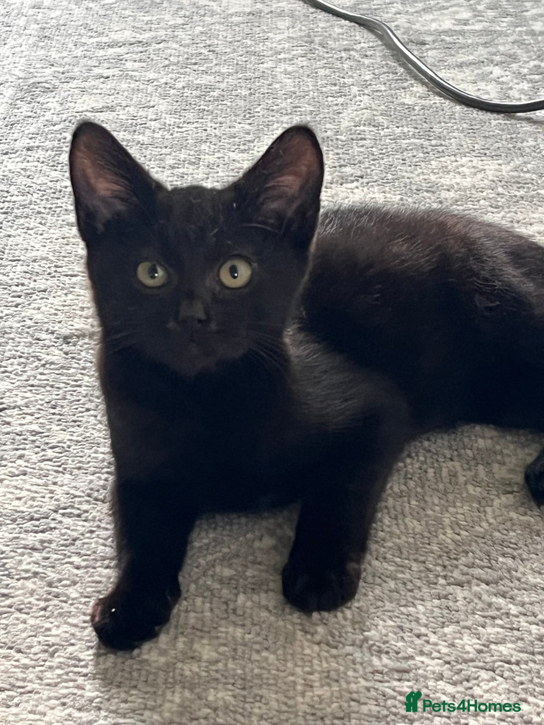 Mixed Breed cats for sale: 16 week old rescue kitten (male) - Image 5