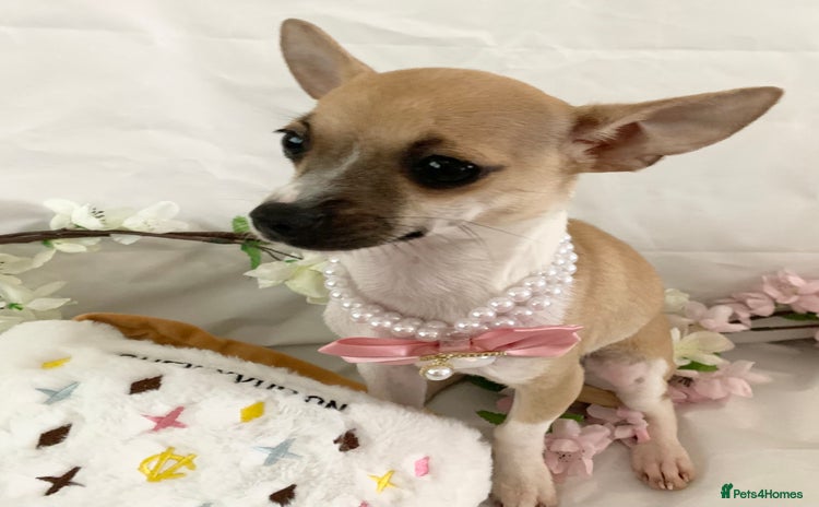 Chihuahua dogs - Advert 8