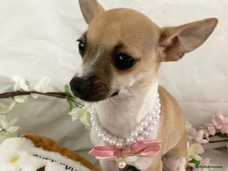 Chihuahua dogs - Advert 14