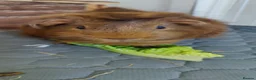 Guinea Pig rodents for sale: 2 Guinea Pigs With Large Cage & Accessories in Wednesbury - Advert 7