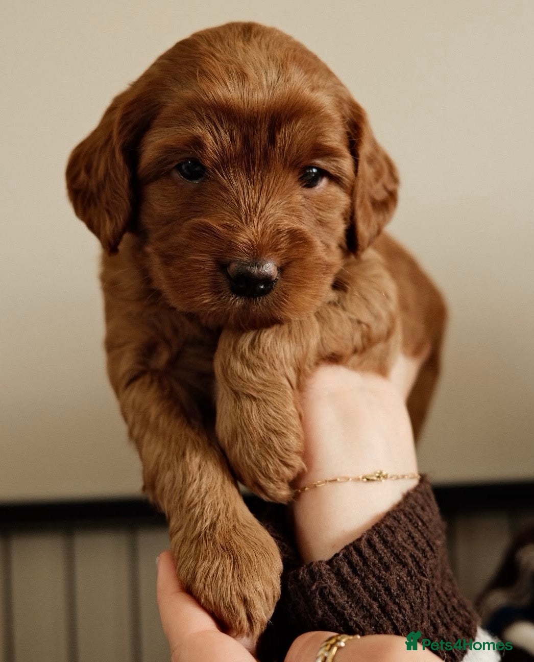 Australian Labradoodle dogs Multigenerational Australian Labradoodle puppies  - Advert 2