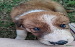 Border Collie dogs for sale: 7 border collie pups 🌟  - Image 18