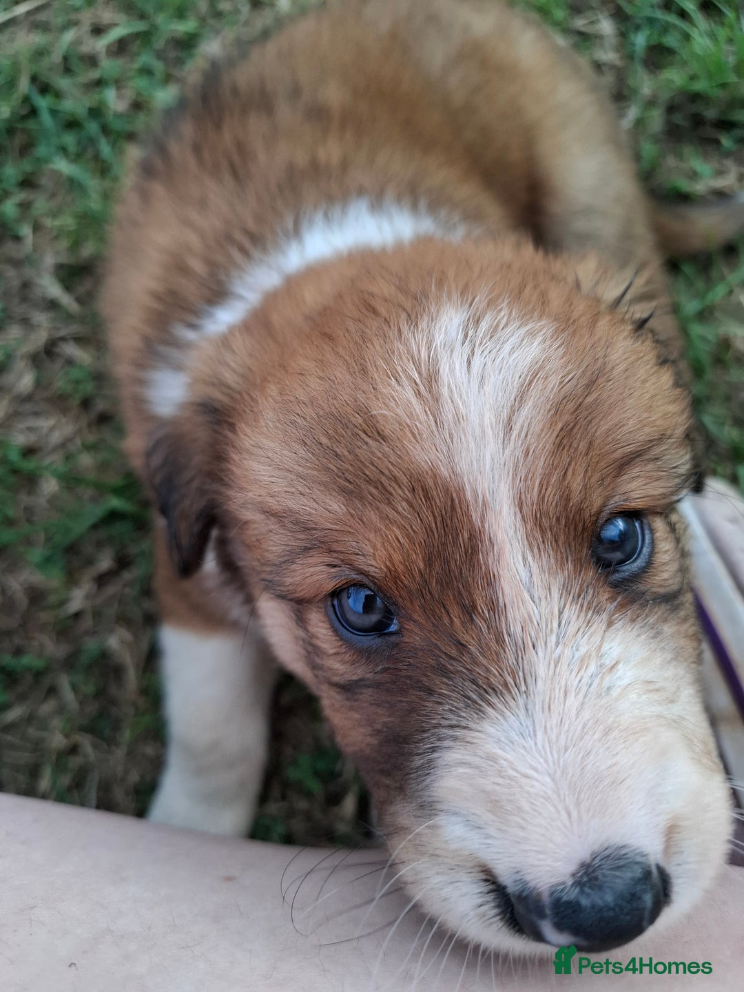 Border Collie dogs for sale: 7 border collie pups 🌟  - Image 18