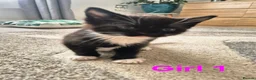 European cats for sale: 🐾AdorableKitten's BoysGirls LookingforLovingHomes - Advert 6