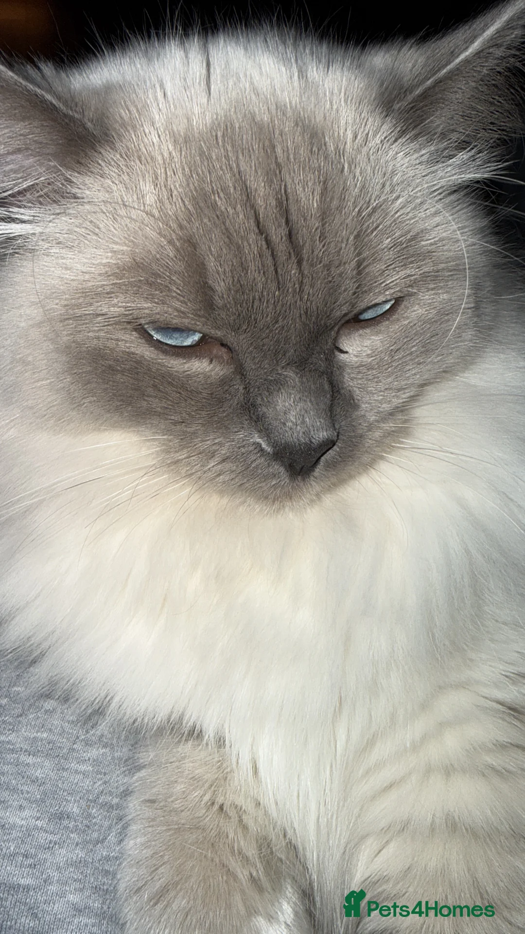 Ragdoll cats for sale: Pedigree Ragdoll in Much Wenlock - Advert 4