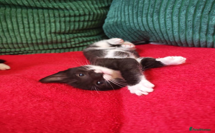 Mixed Breed cats - Advert 4