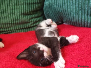 Mixed Breed cats - Advert 36