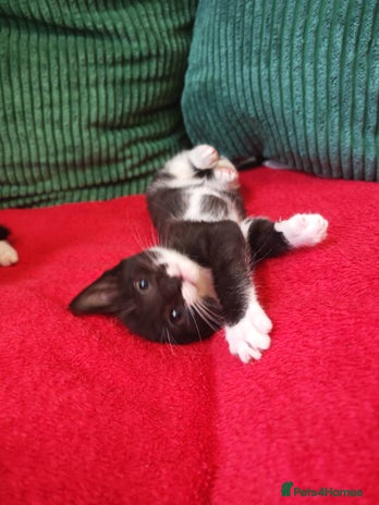 Mixed Breed cats - Advert 4