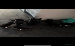 Domestic Shorthair cats for sale: Beautiful Black & White Kittens - Advert 5