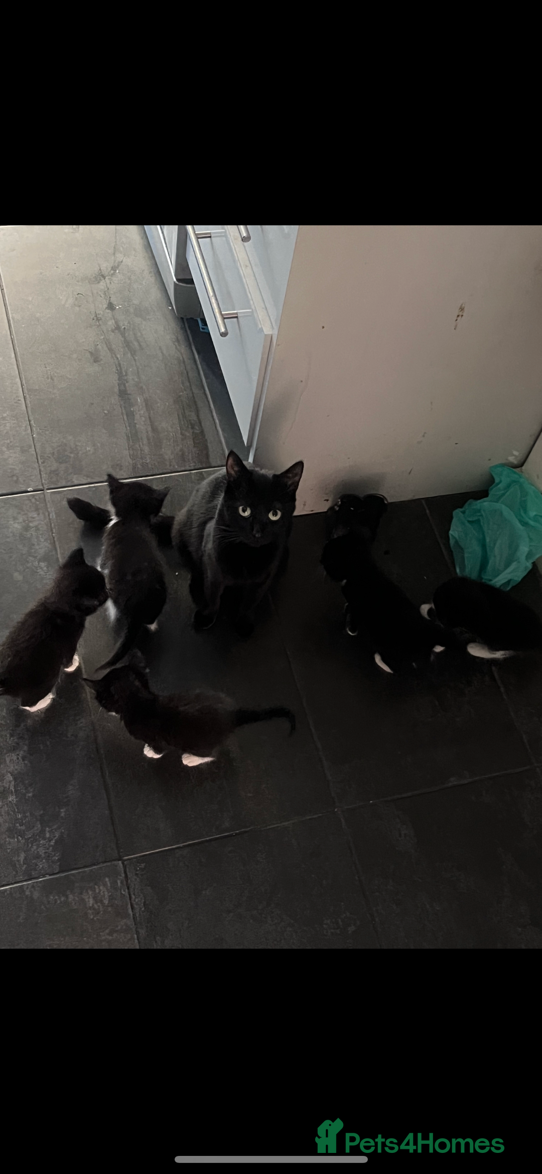 Domestic Shorthair cats for sale: Beautiful Black & White Kittens - Advert 5